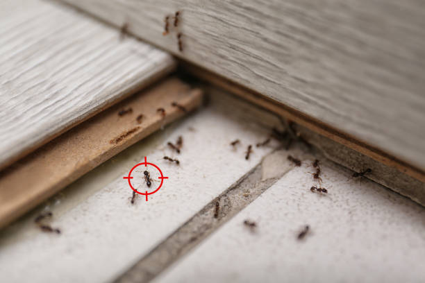 Flea Control Services in Woodinville, WA